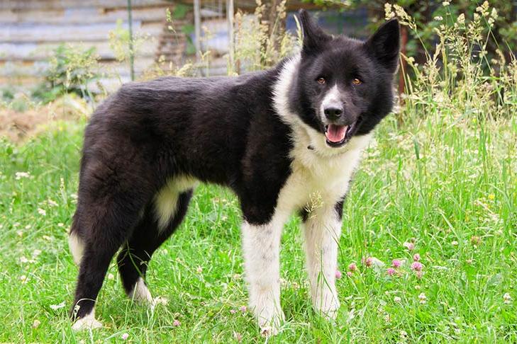 Karelian Bear Dog Breed Image 4