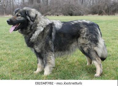 Kars Dog Breed Image 20