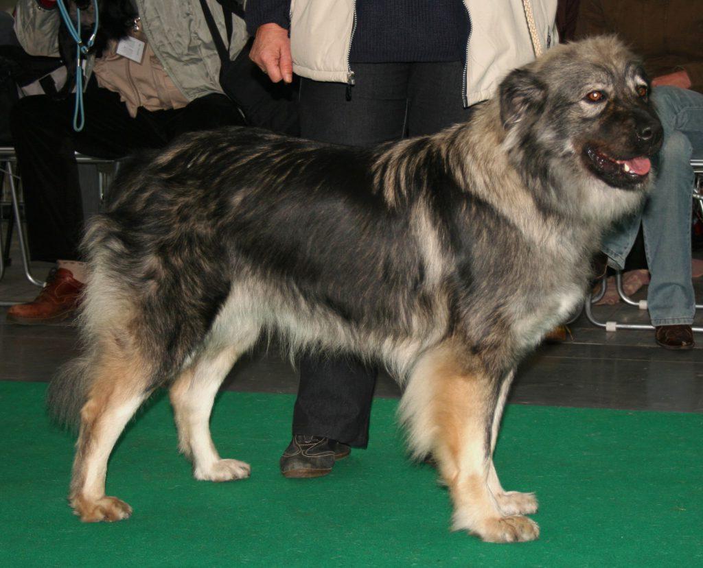 Kars Dog Breed Image 3