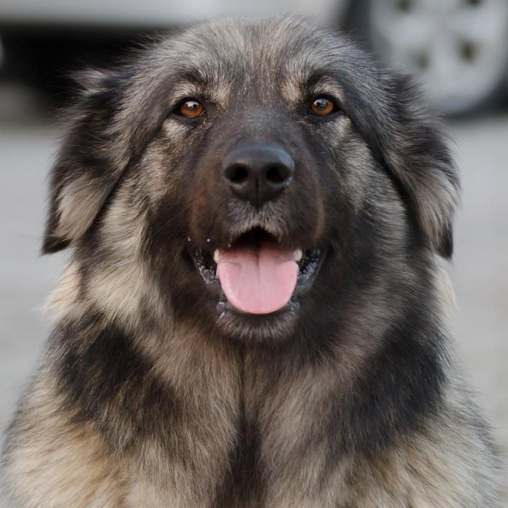 Karst Shepherd Dog Breed Image 1