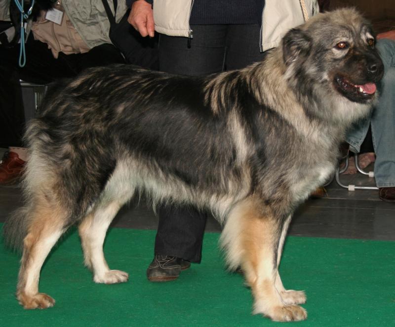 Karst Shepherd Dog Breed Image 12