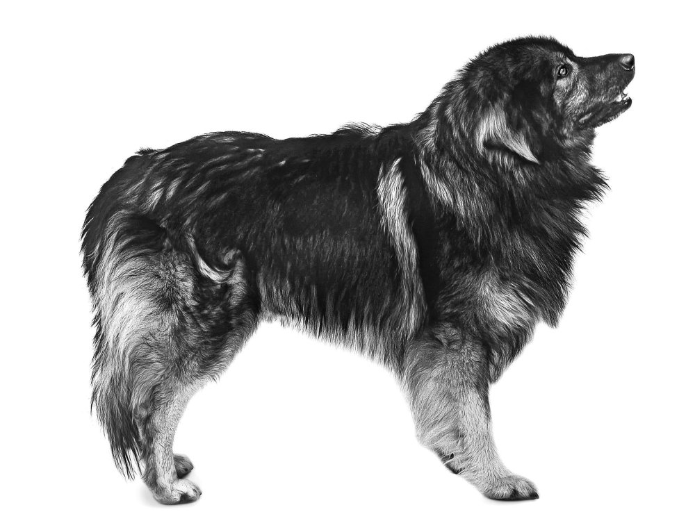 Karst Shepherd Dog Breed Image 13