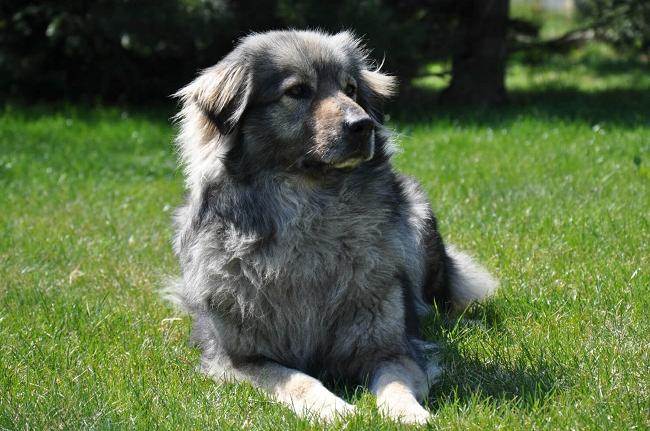 Karst Shepherd Dog Breed Image 18