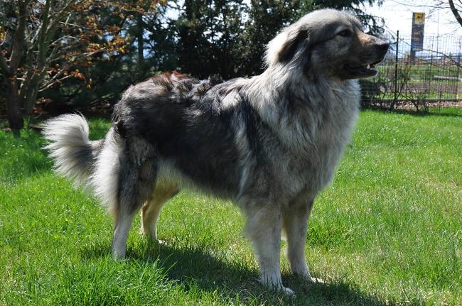 Karst Shepherd Dog Breed Image 19