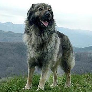 Karst Shepherd Dog Breed Image 2