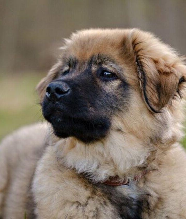 Karst Shepherd Dog Breed Image 9