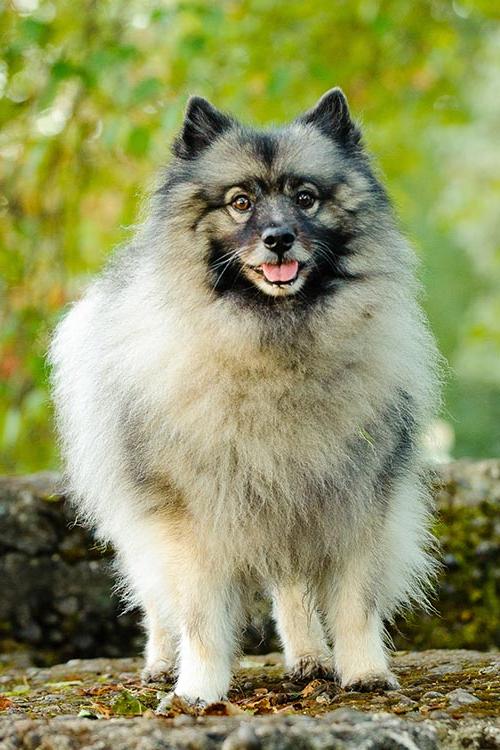 Keeshond Dog Breed Image 11