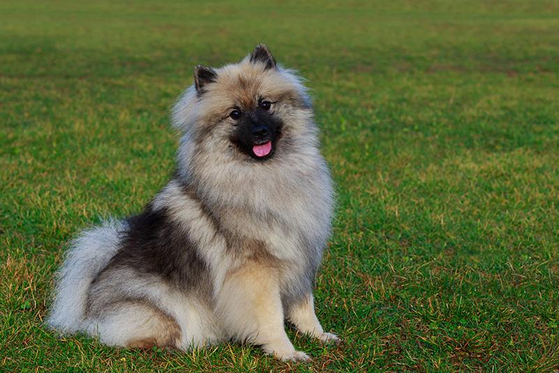 Keeshond Dog Breed Image 17