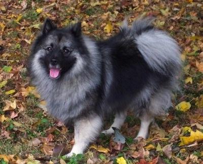 Keeshond Dog Breed Image 20