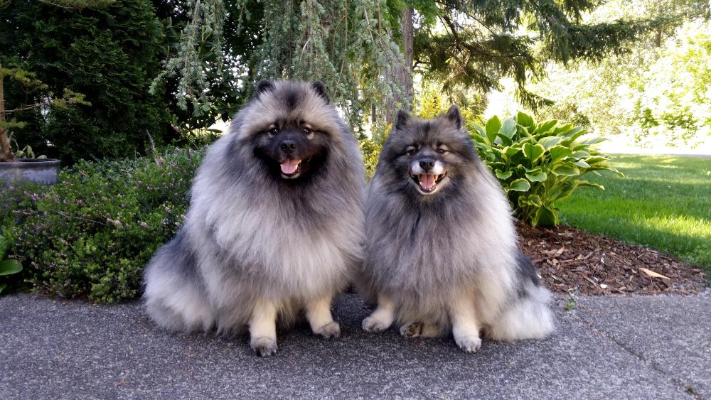 Keeshond Dog Breed Image 6