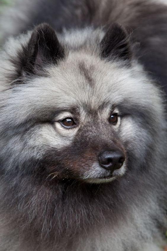 Keeshond Dog Breed Image 7