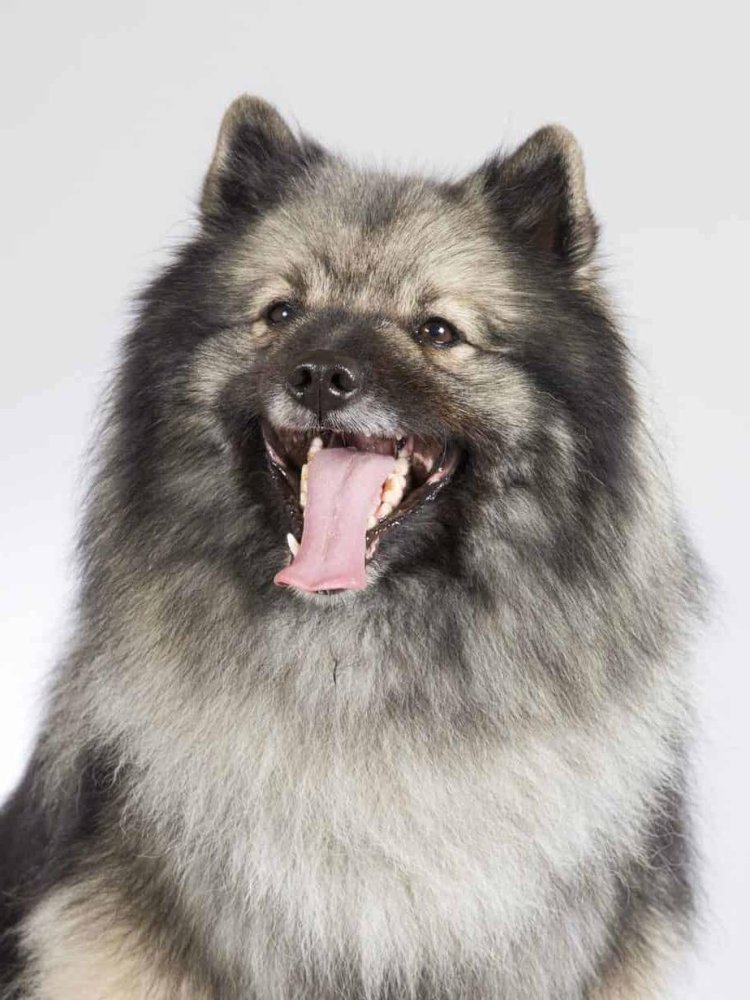 Keeshond Dog Breed Image 8