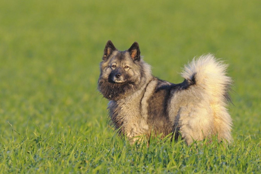 Keeshond Dog Breed Image 9