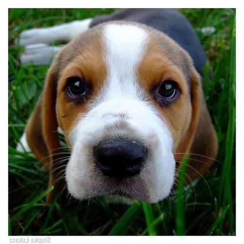 Kerry Beagle Dog Breed Image 14