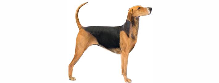 Kerry Beagle Dog Breed Image 17