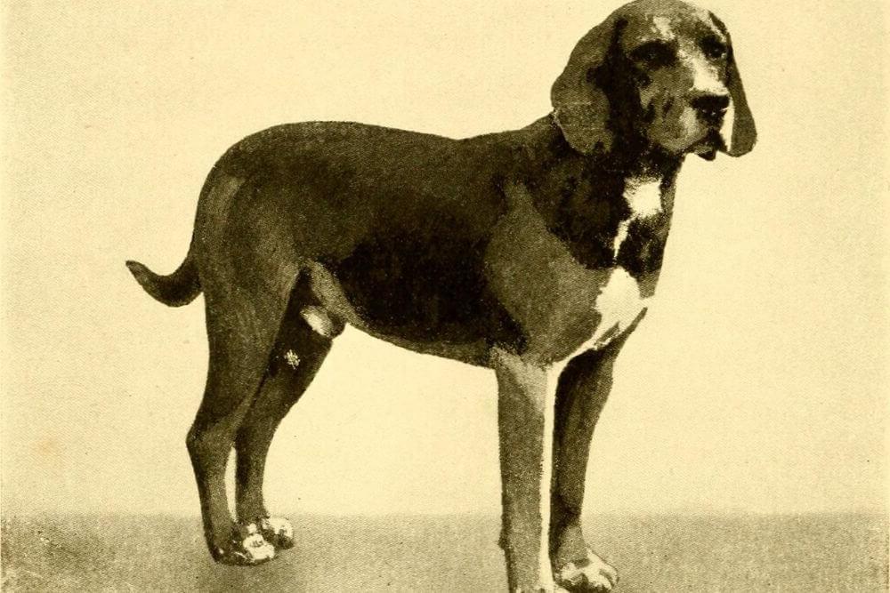 Kerry Beagle Dog Breed Image 18