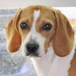 Kerry Beagle Dog Breed Image 19