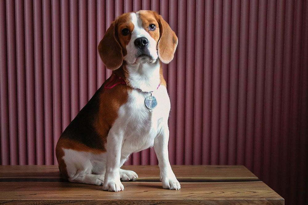 Kerry Beagle Dog Breed Image 20