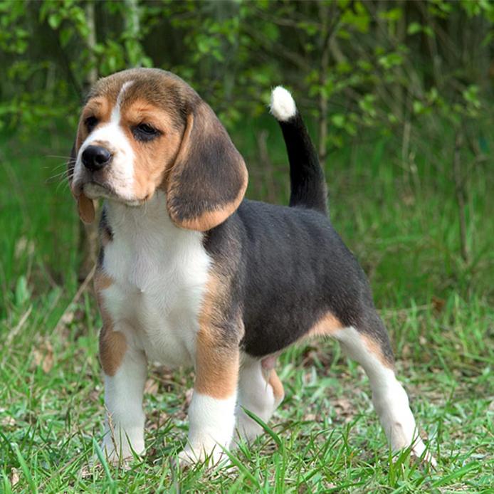 Kerry Beagle Dog Breed Image 3