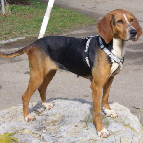 Kerry Beagle Dog Breed Image 5