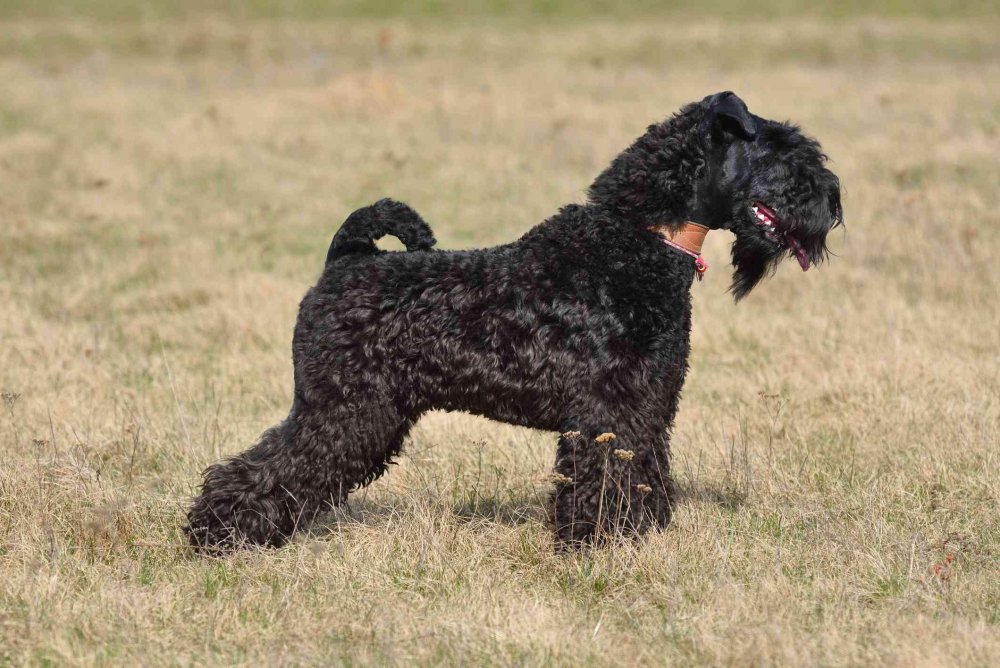 Kerry Blue Terrier Dog Breed Image 10