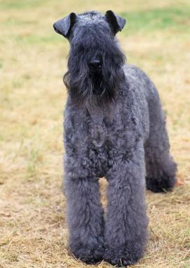 Kerry Blue Terrier Dog Breed Image 12