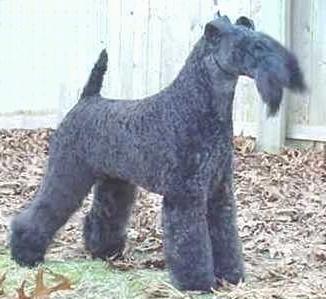 Kerry Blue Terrier Dog Breed Image 14