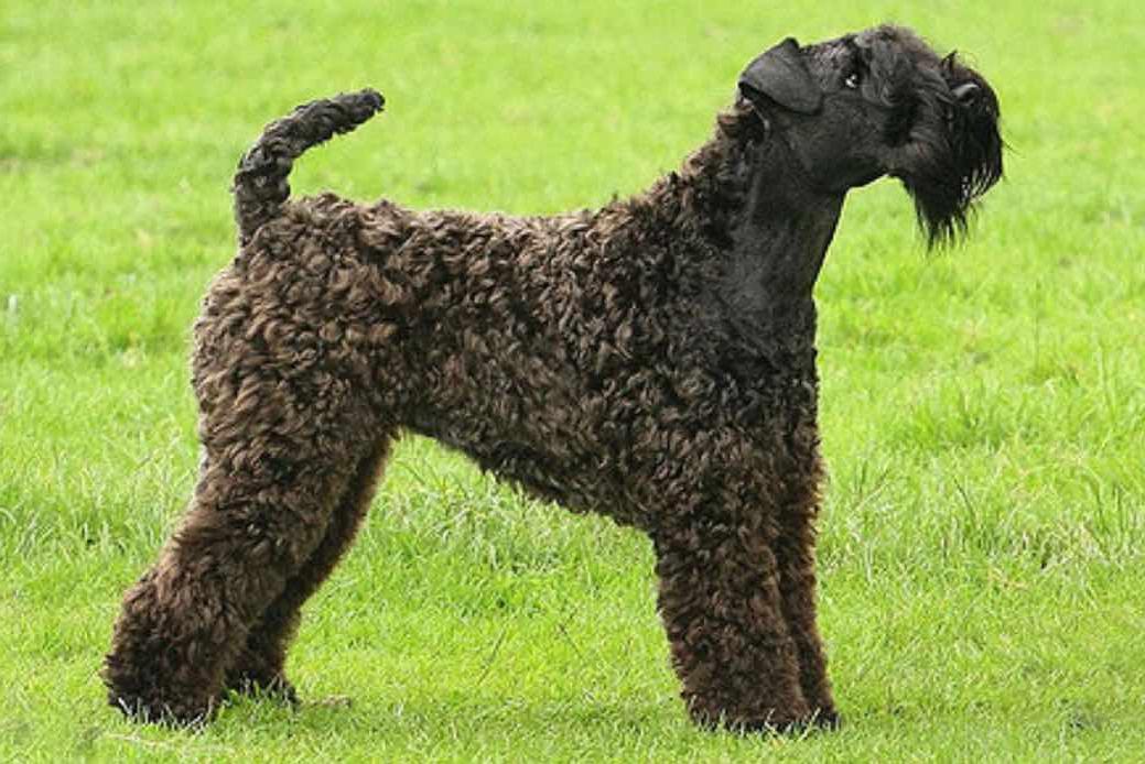 Kerry Blue Terrier Dog Breed Image 15