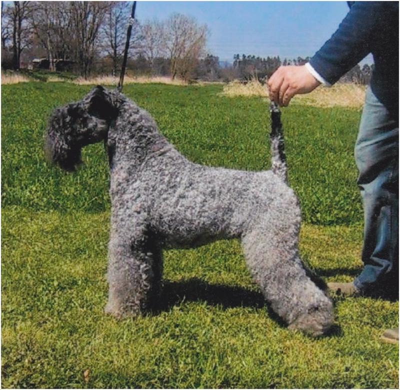 Kerry Blue Terrier Dog Breed Image 17