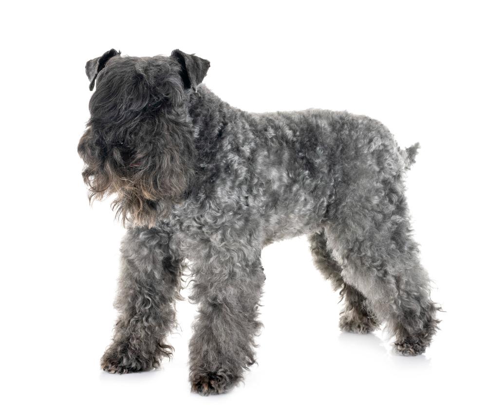 Kerry Blue Terrier Dog Breed Image 18