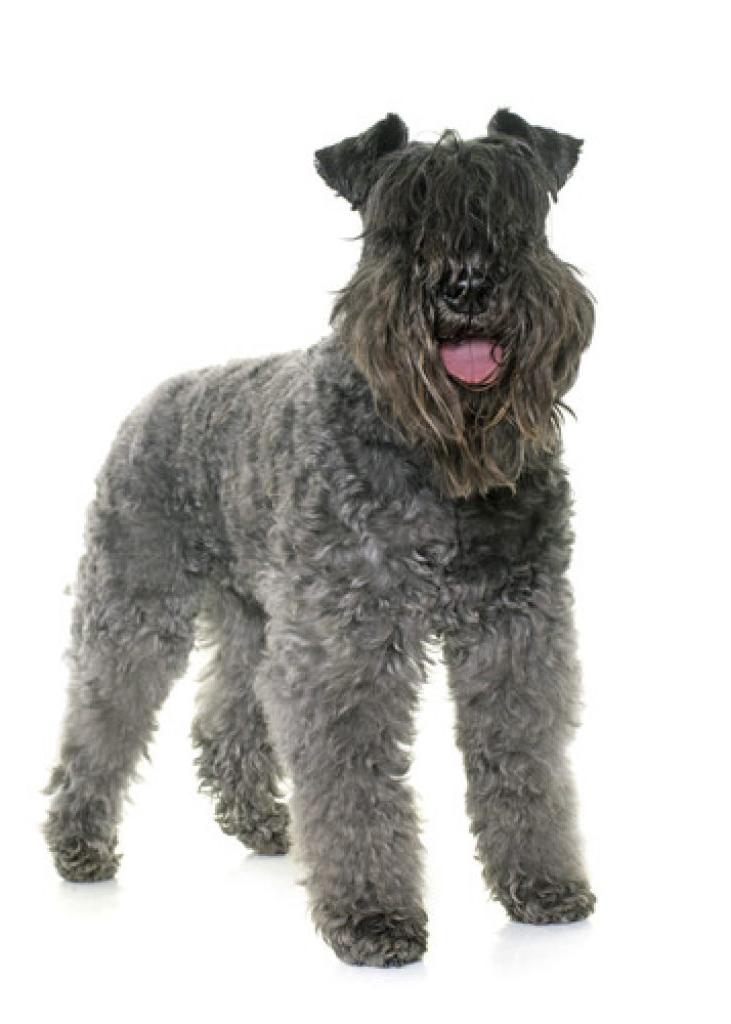 Kerry Blue Terrier Dog Breed Image 4