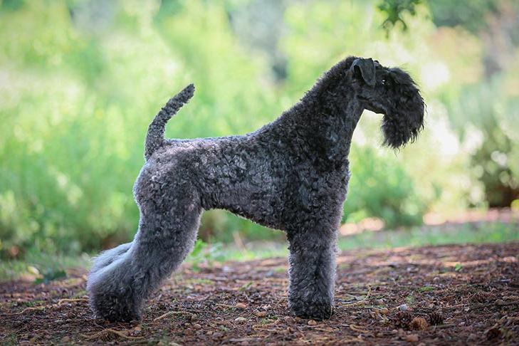 Kerry Blue Terrier Dog Breed Image 5