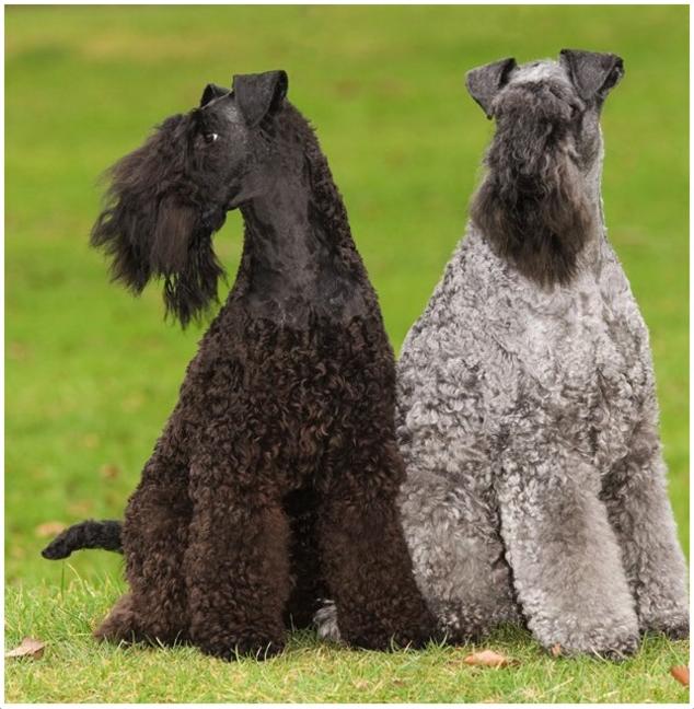 Kerry Blue Terrier Dog Breed Image 8