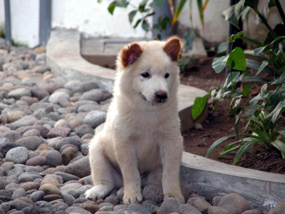 Kintamani Dog Breed Image 17