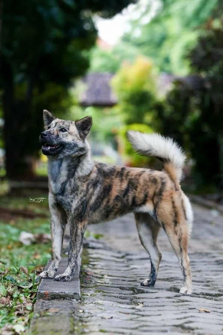 Kintamani Dog Breed Image 19