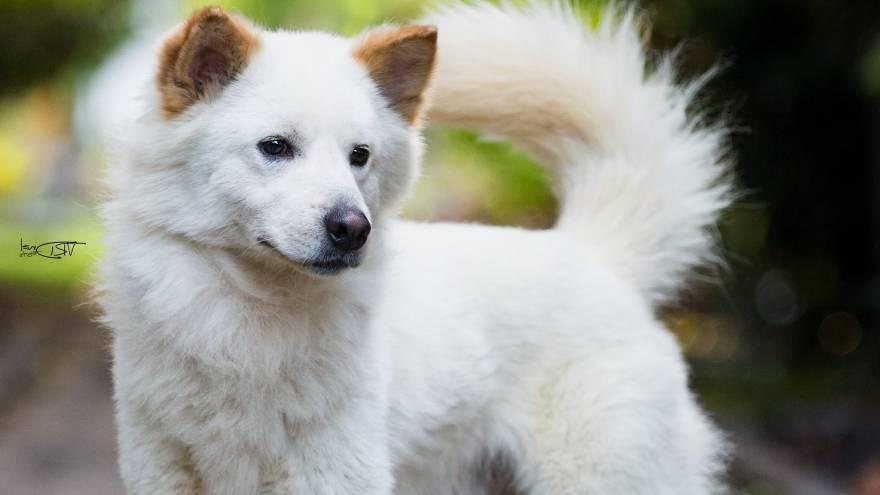 Kintamani Dog Breed Image 2