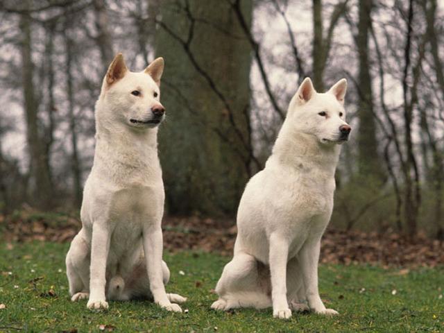 Kishu Dog Breed Image 16