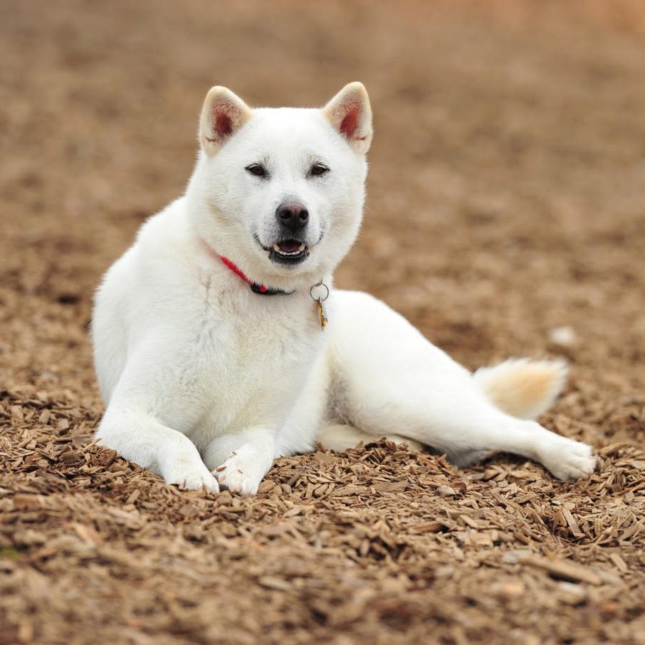 Kishu Dog Breed Image 3