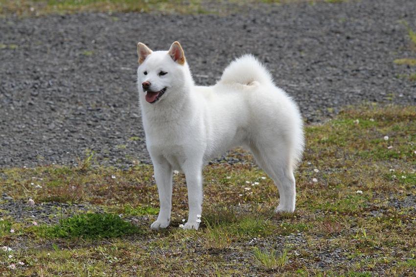 Kishu Dog Breed Image 5