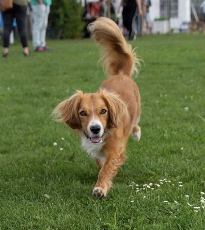 Kokoni Dog Breed Image 12