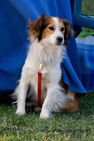 Kokoni Dog Breed Image 4