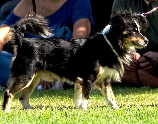 Kokoni Dog Breed Image 8