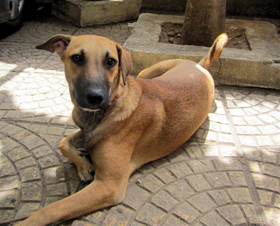 Kombai Dog Breed Image 12