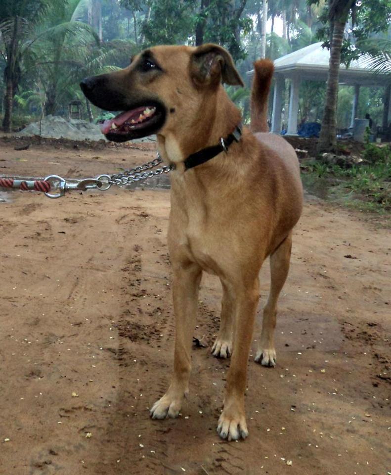 Kombai Dog Breed Image 3