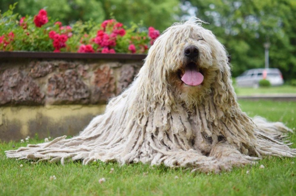 Komondor Dog Breed Image 10