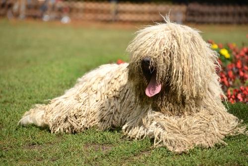 Komondor Dog Breed Image 11