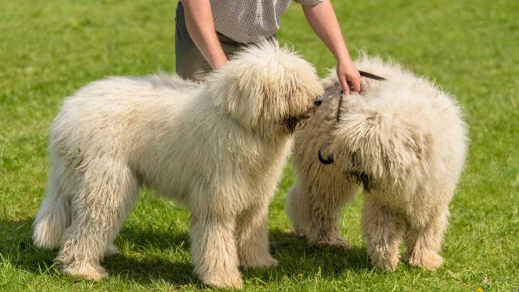 Komondor Dog Breed Image 14