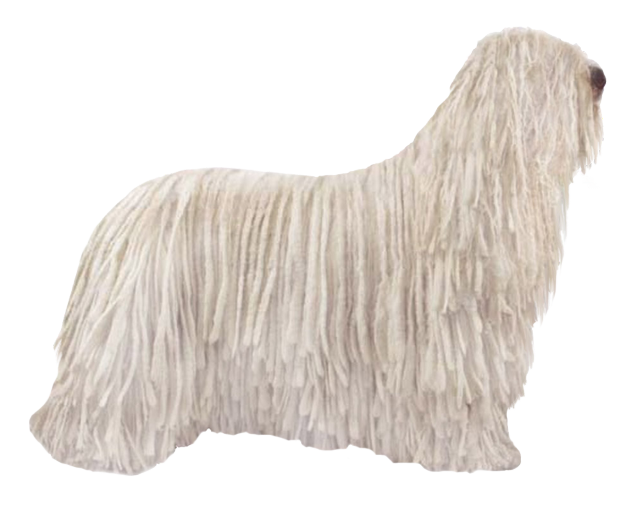 Komondor Dog Breed Image 15