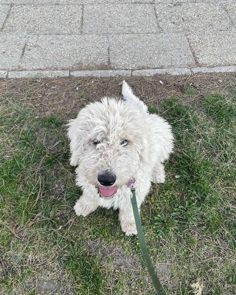 Komondor Dog Breed Image 17