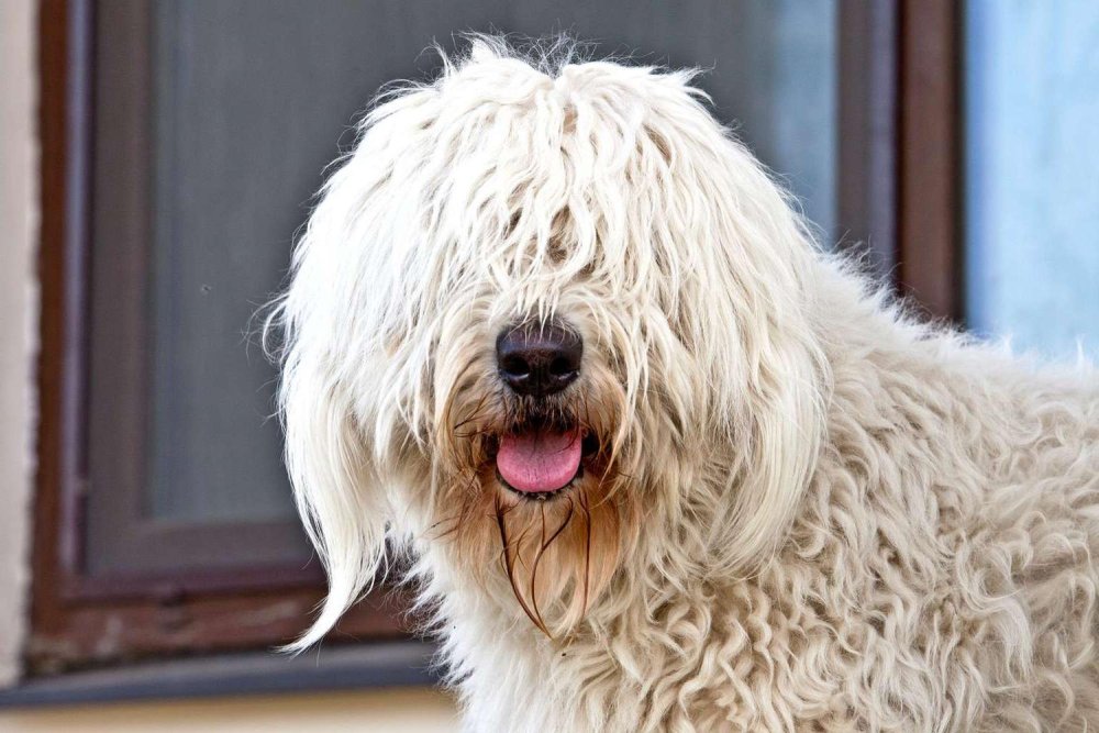 Komondor Dog Breed Image 7